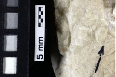 Foto (Detailansicht) von Tanidromites sculpta (Quenstedt, 1857) (NHMW-GEO-1990-0041-0144)